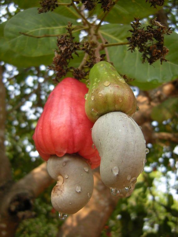 Cashew Nut Fruit Seeds, 3 Fresh Thai Cashew Nut Fruit Seeds, ANACARDIUM OCCIDENTALE – Etsy