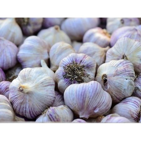 Country Creek Acres Siberian Garlic Fresh Garlic Bulb (3 Count), Hardneck Variety for Planting and Culinary Use